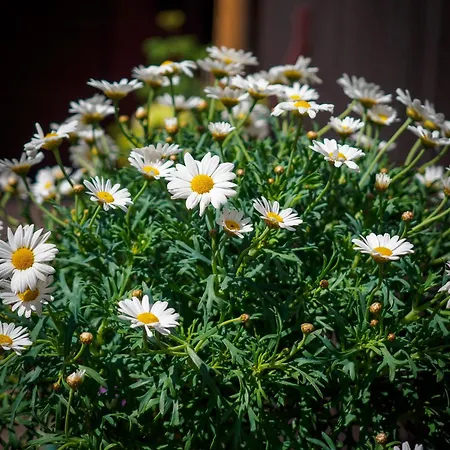 Willa Vita * Szczawnica